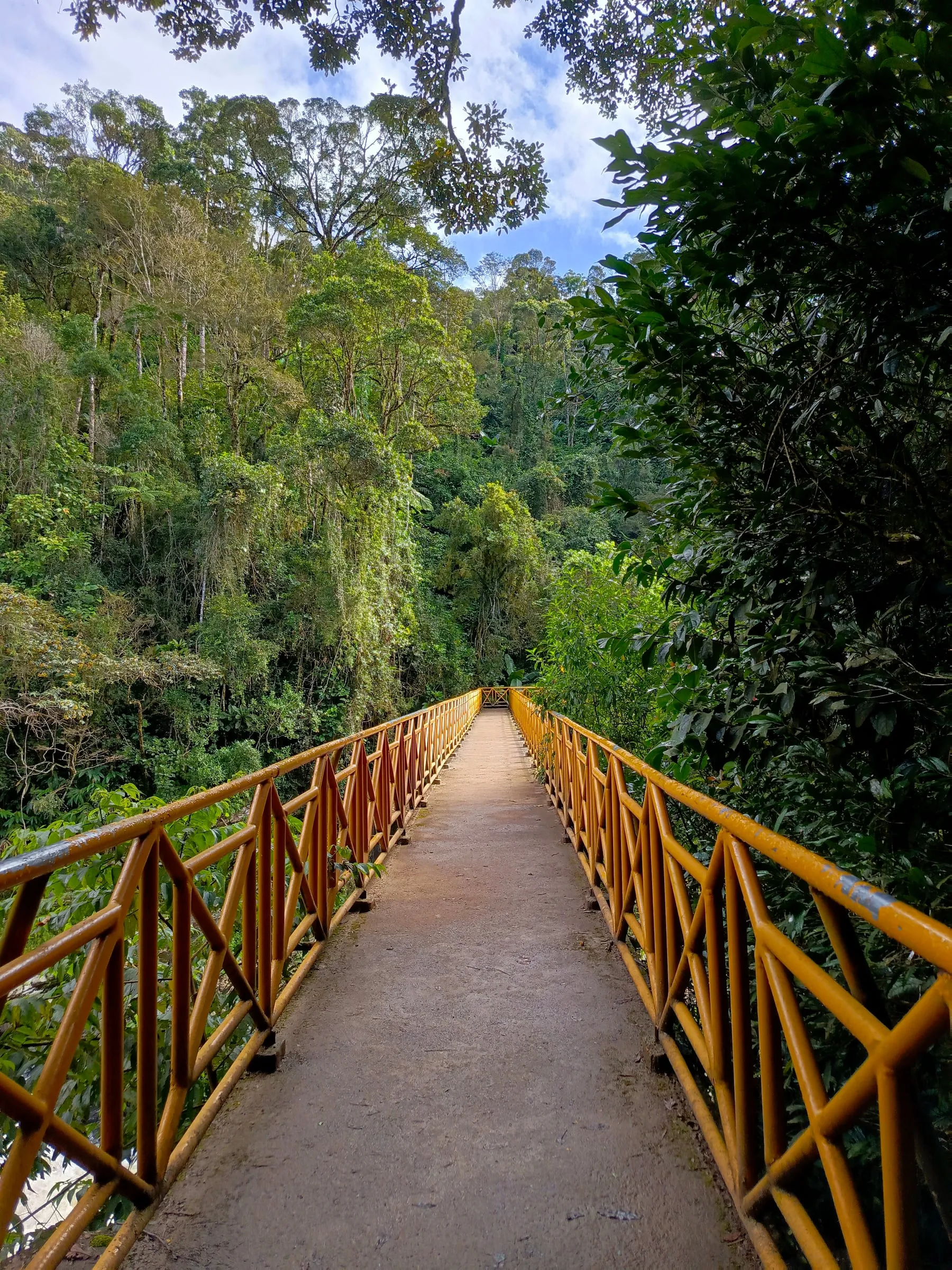 Une passerelle en bois à travers la forêt tropicale