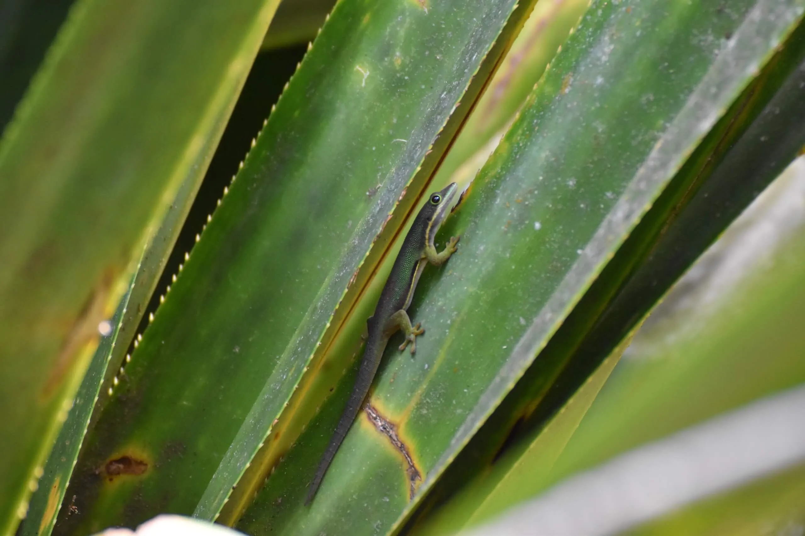 Gecko diurne sur une feuille à Andasibe