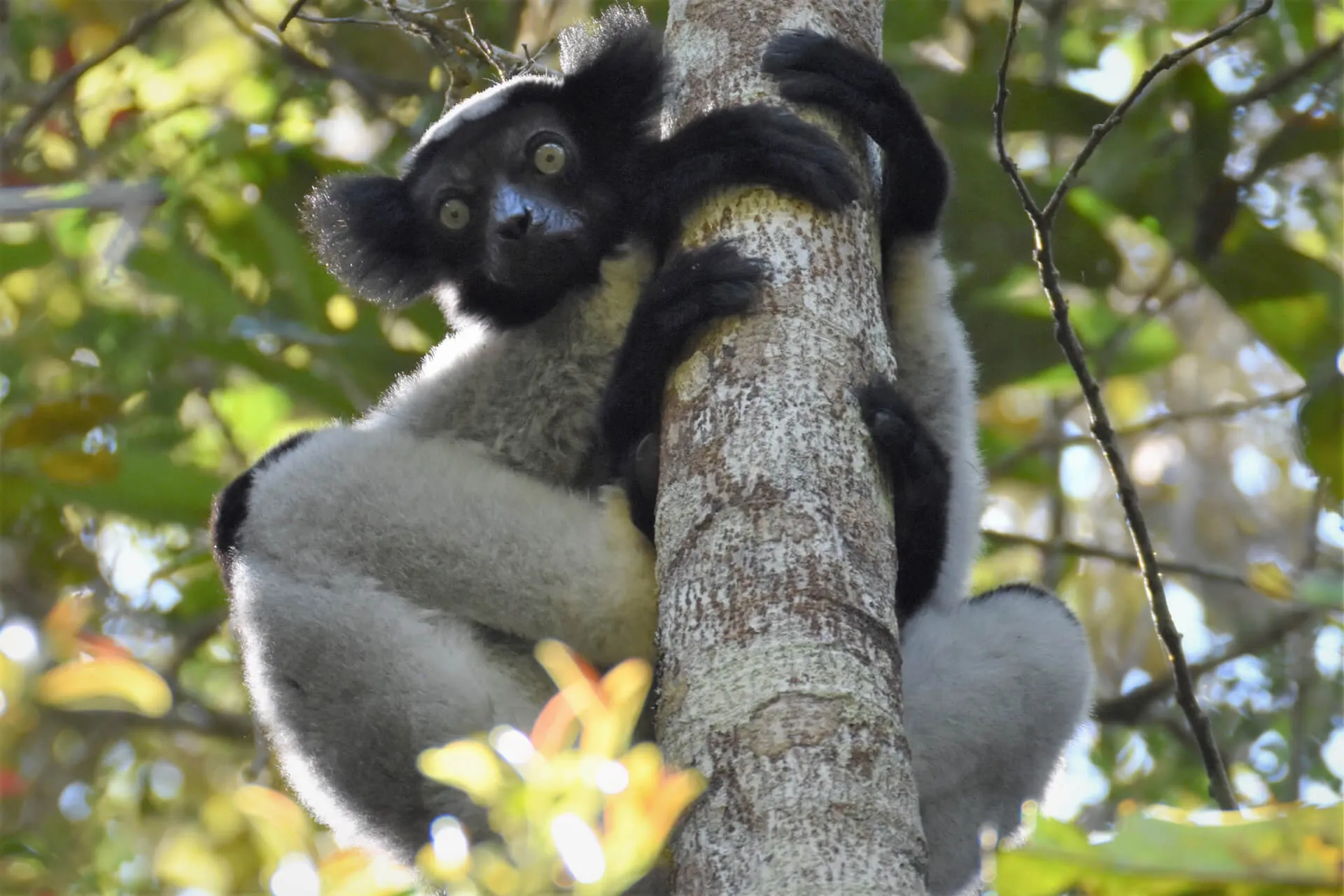 Indri accroché à un tronc dans la forêt d’Andasibe