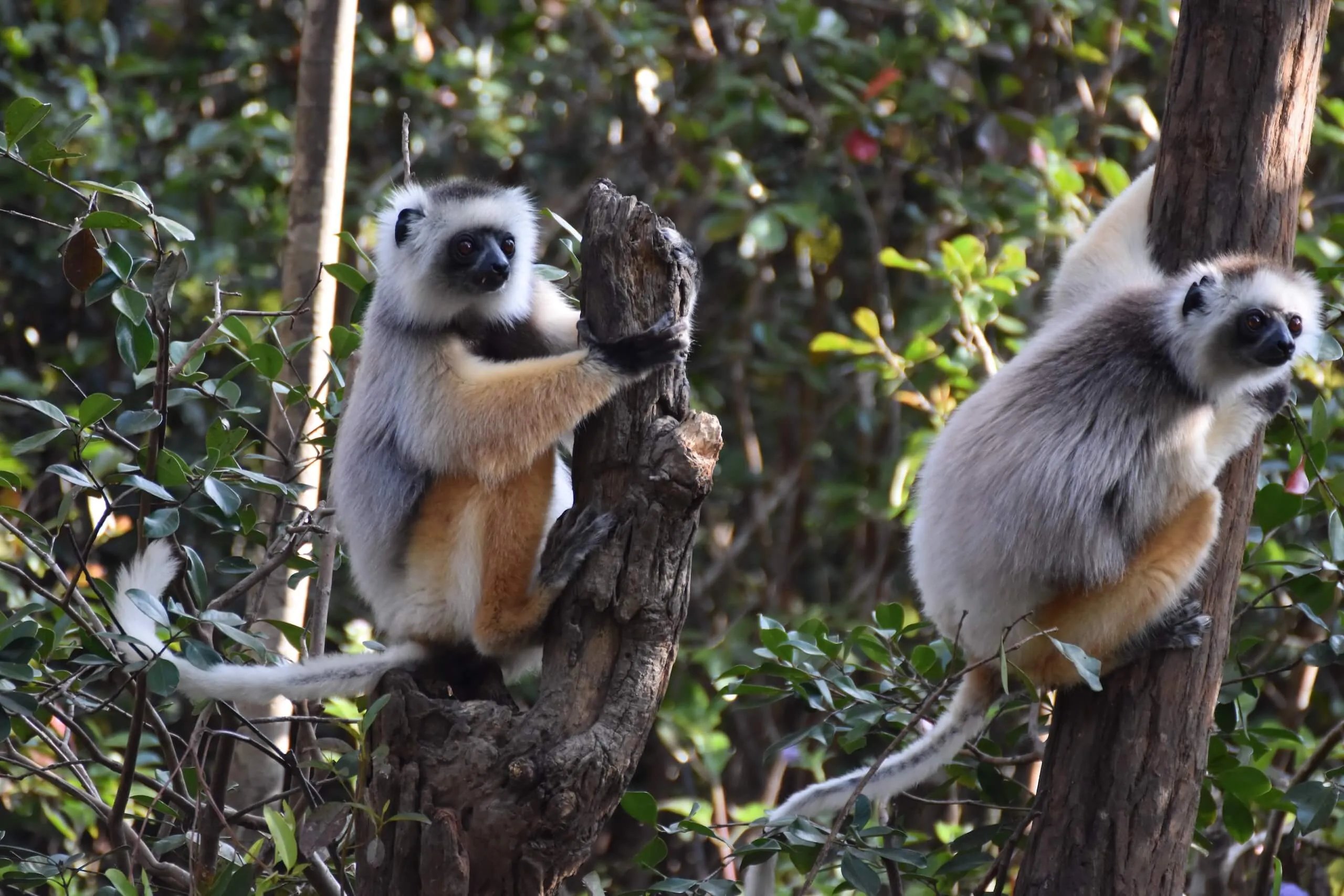 Deux propithèques à diadème dans les arbres