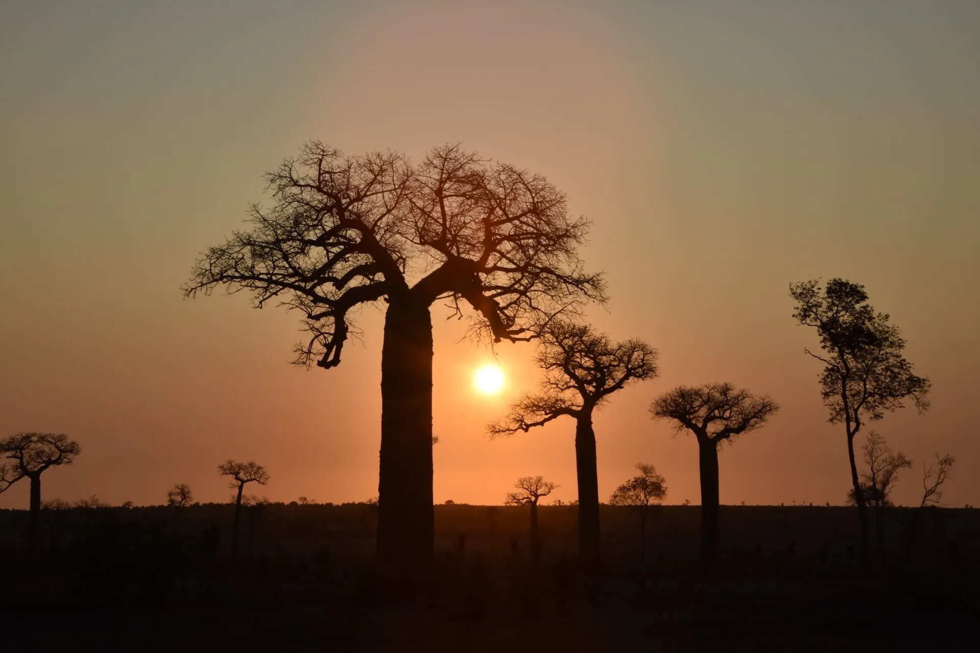 Baobab silhouettes against the setting sun