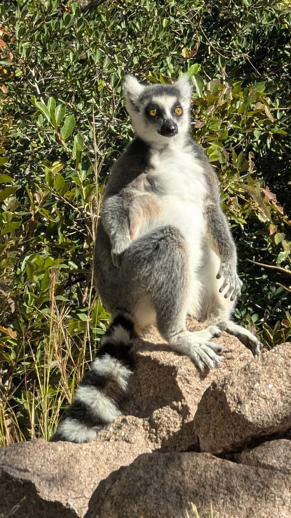 Un maki catta assis sur un rocher dans la réserve d’Anja