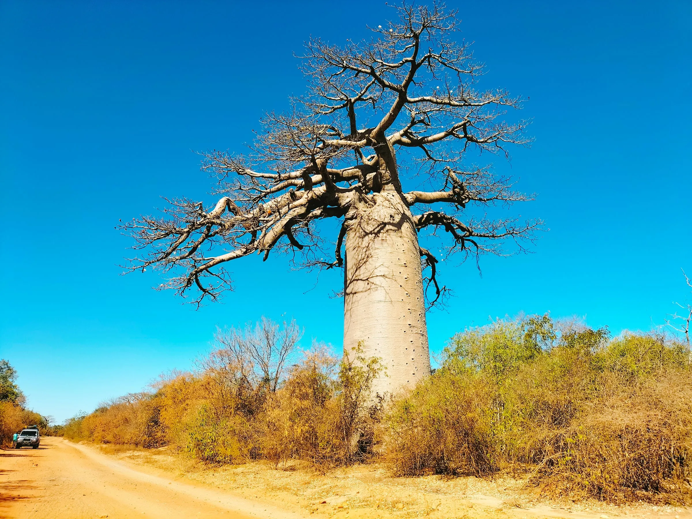 A giant baobab along a sandy track