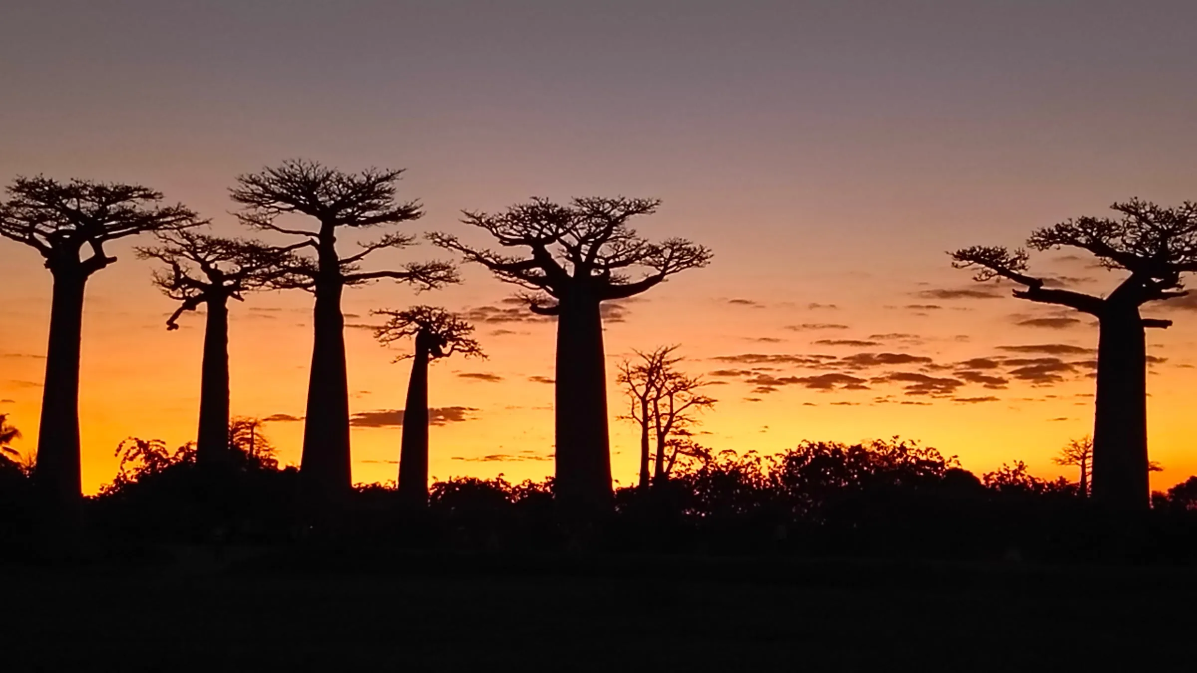Baobab silhouettes at the Avenue of the Baobabs at dusk