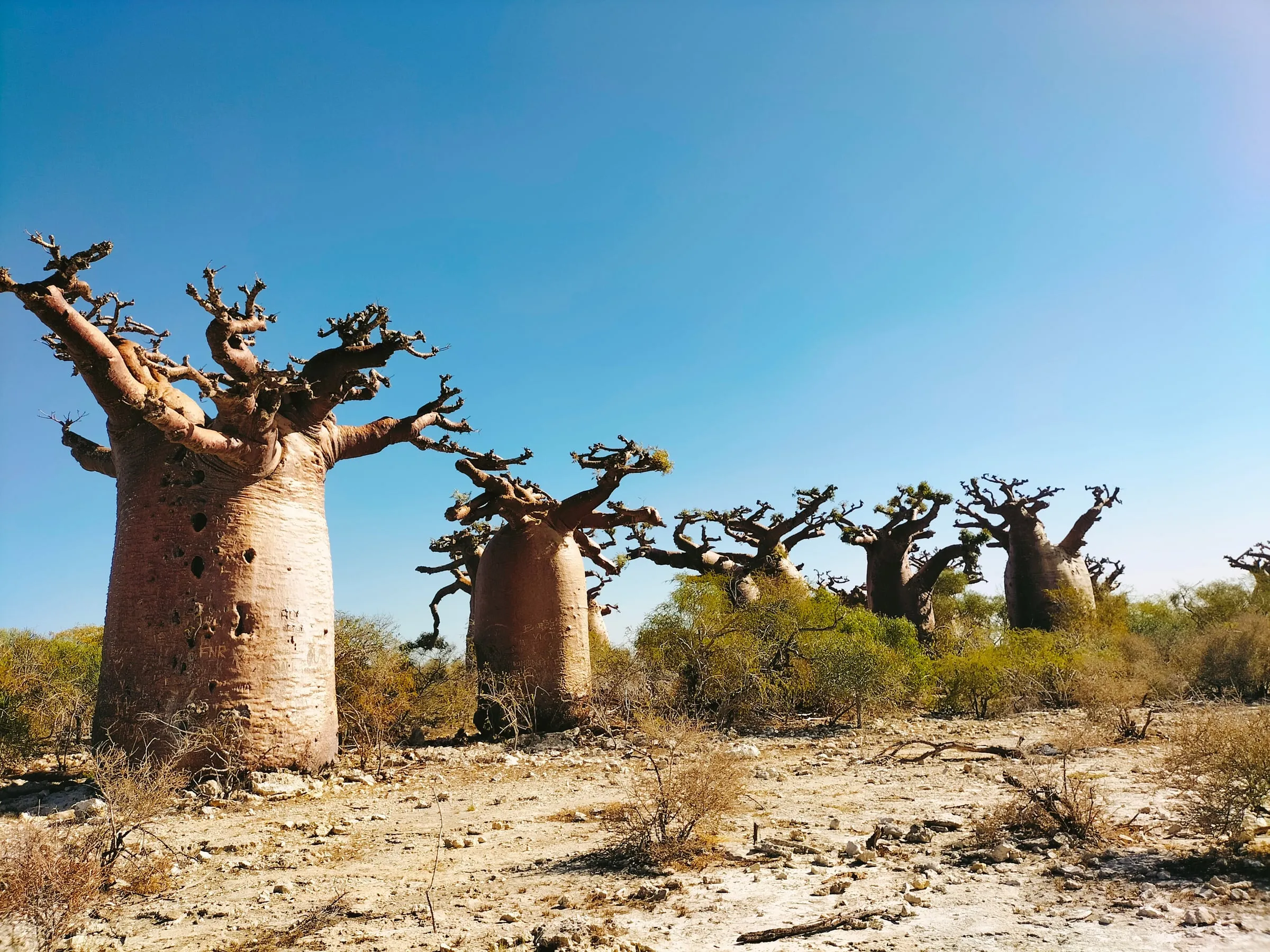 Squat dwarf baobabs in the dry forest