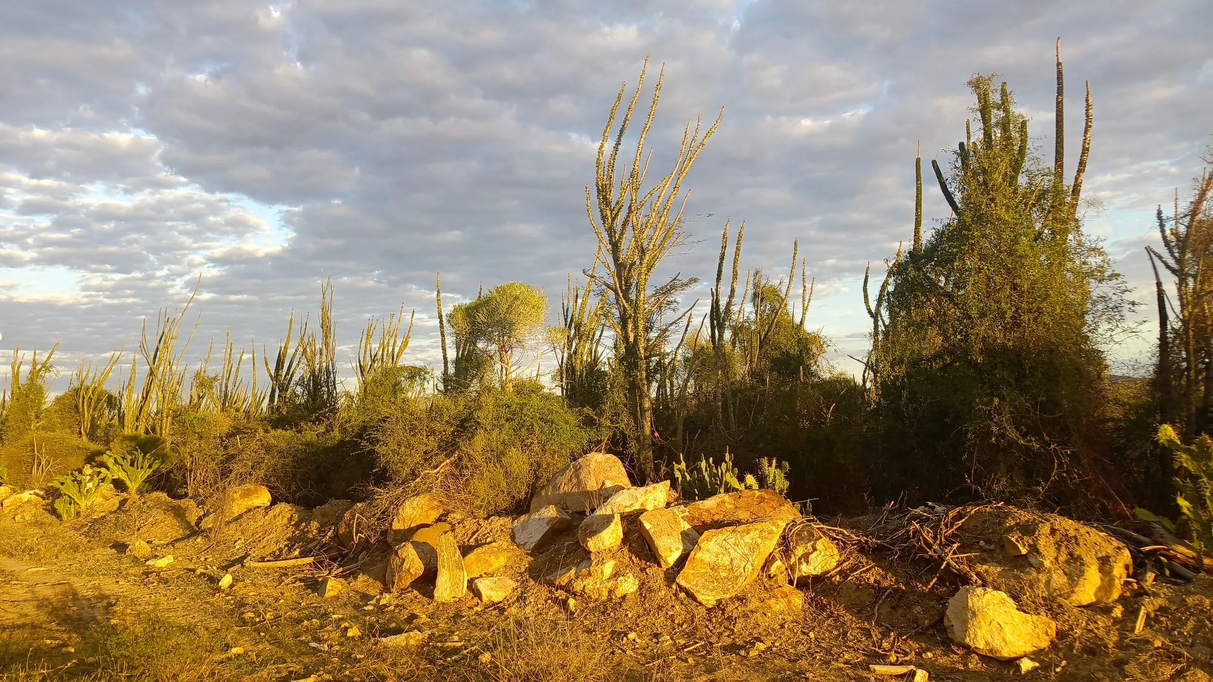 The spiny forest of the south in the evening light