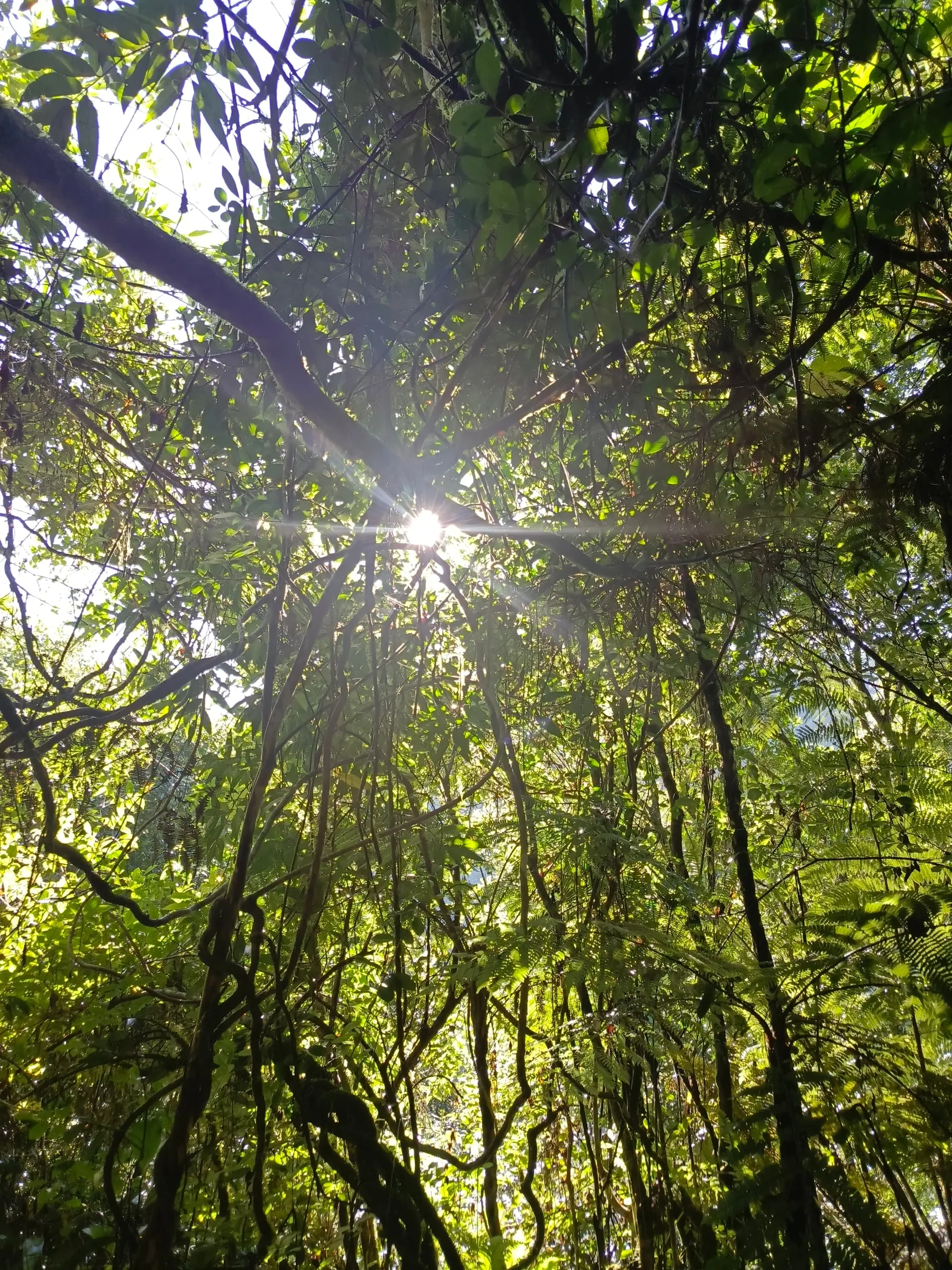 Sunlight through the canopy of the Ranomafana rainforest