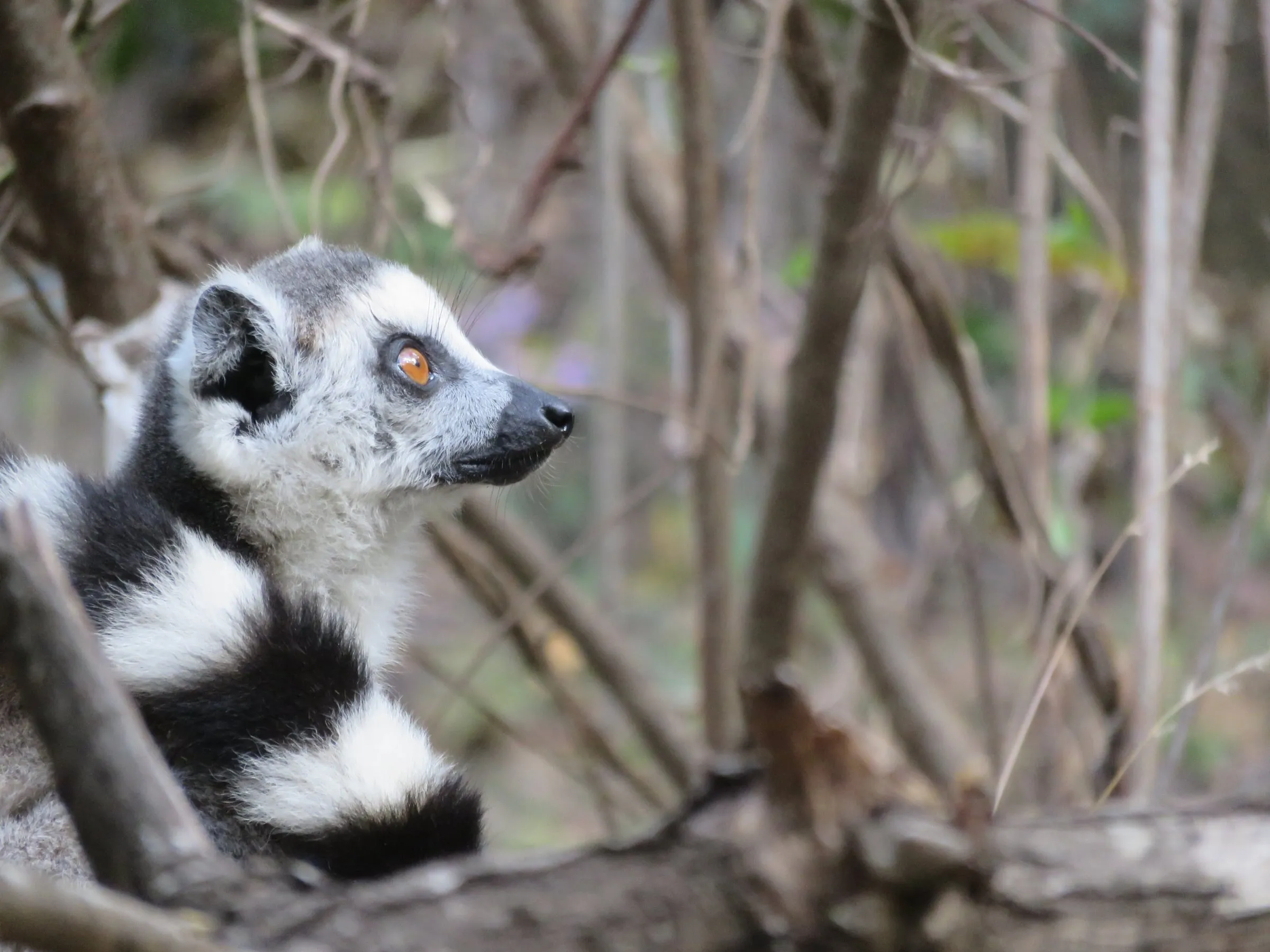 A ring-tailed lemur looking out from the branches