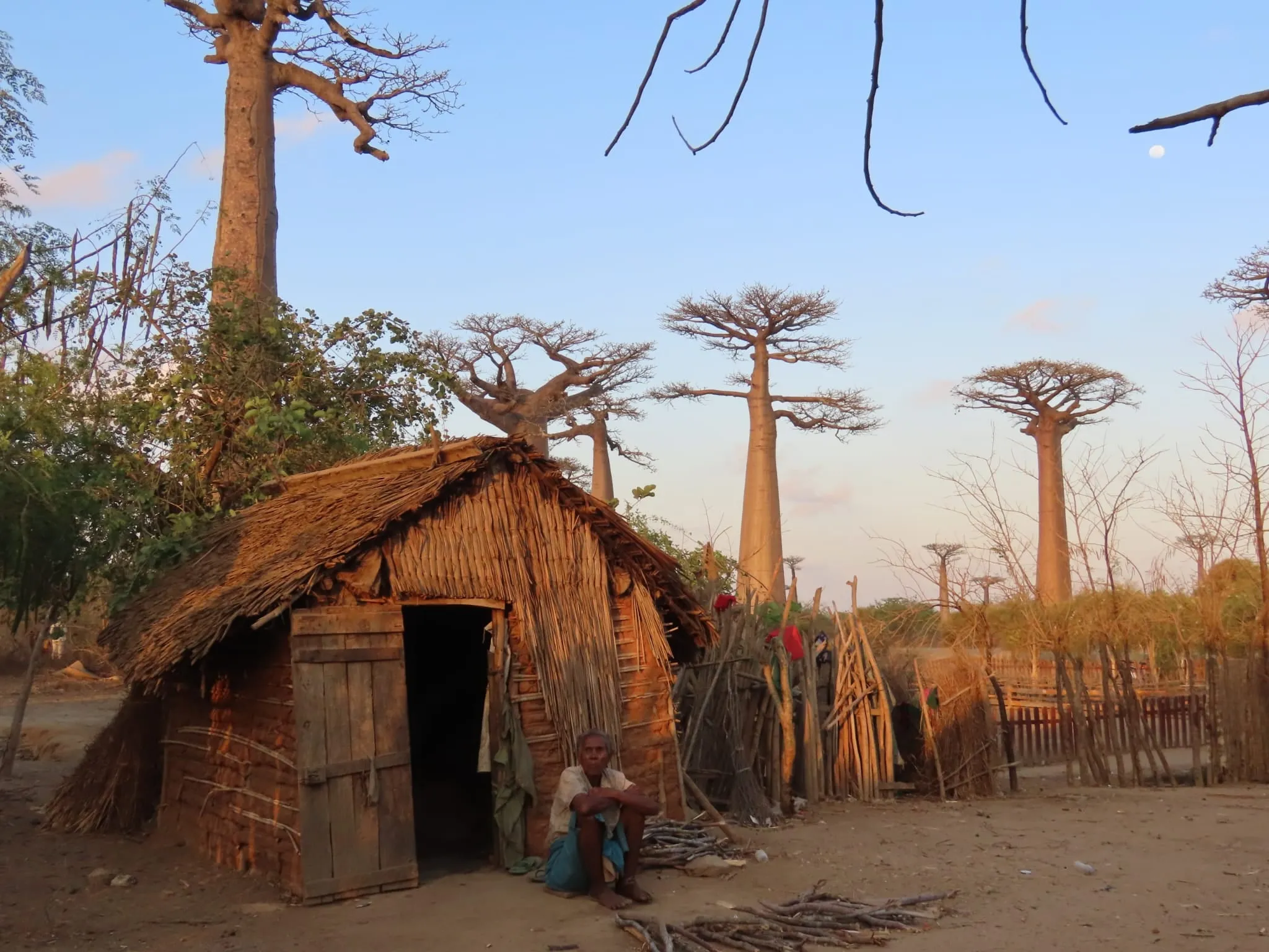 A village hut among baobabs in the west
