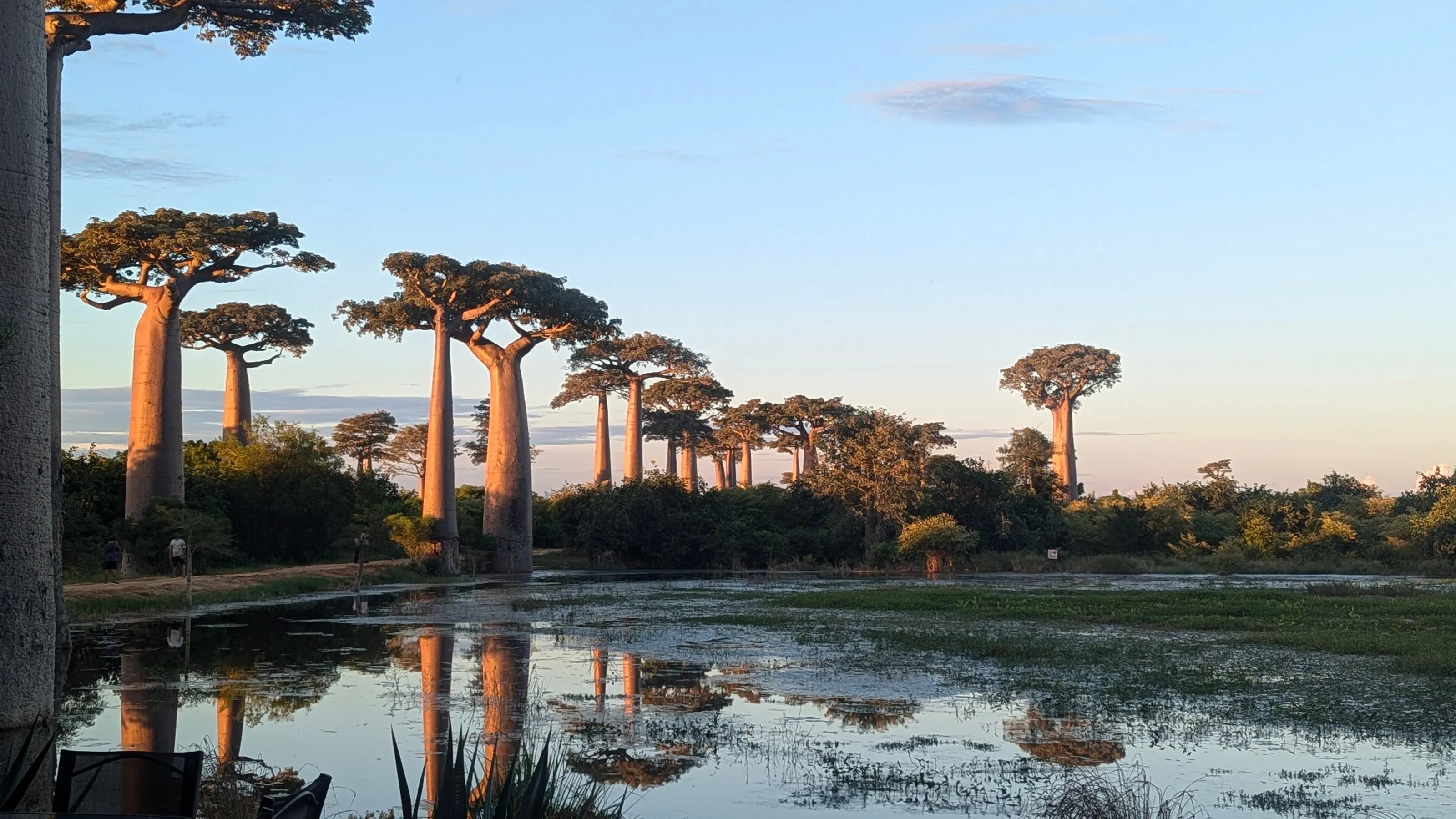 Les baobabs de l’Allée se reflètent dans l’eau au lever du soleil