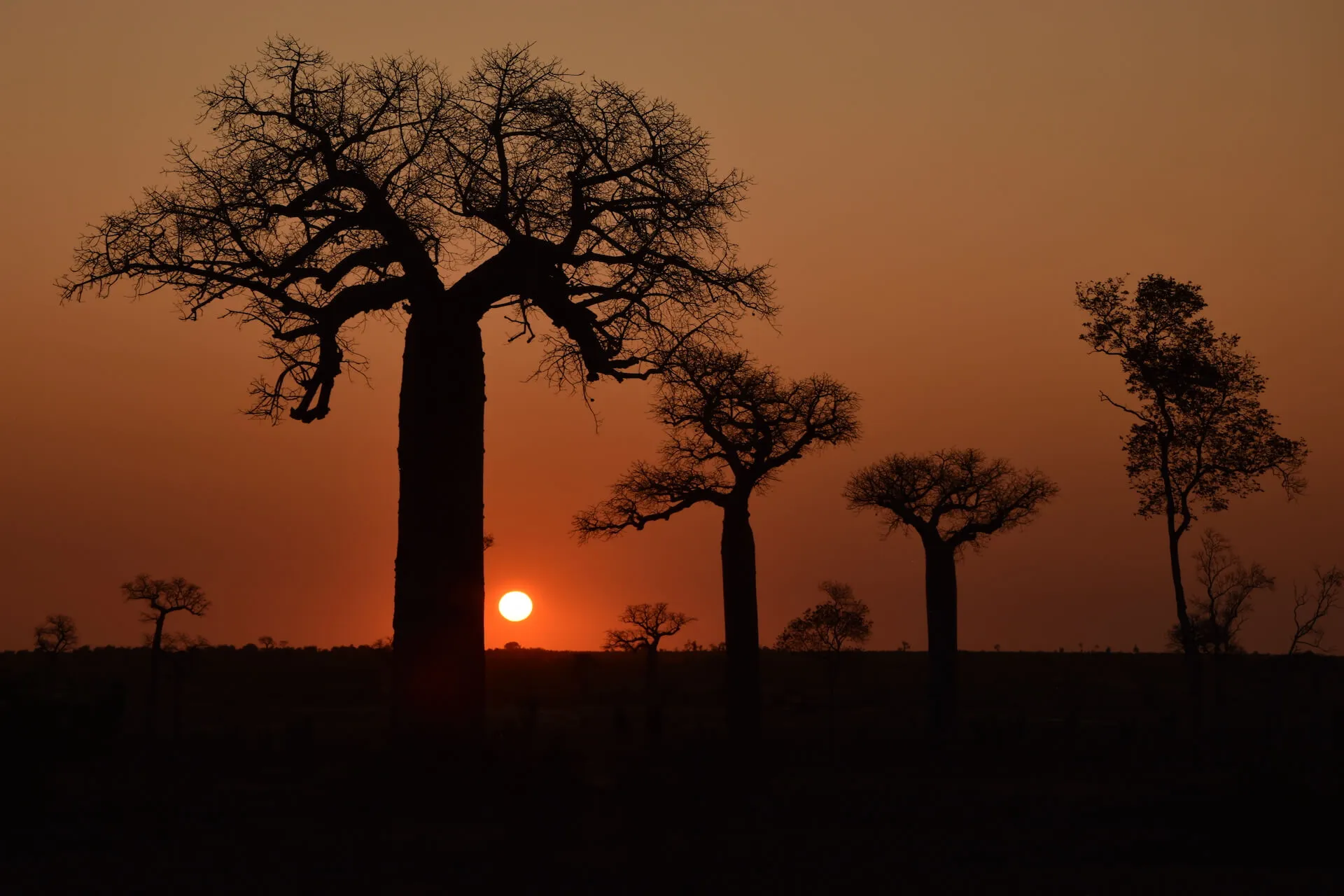 Baobab en silhouette devant le soleil couchant, forêt de Kirindy