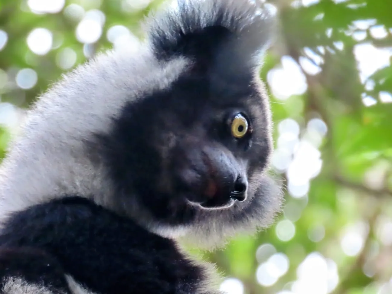 An indri looking down from the trees