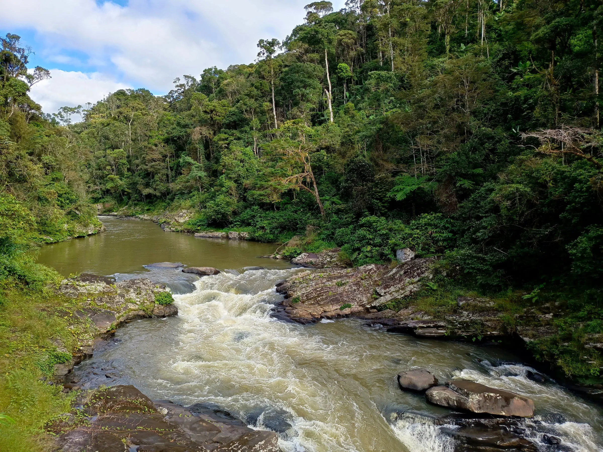 A river rushing through the rainforest