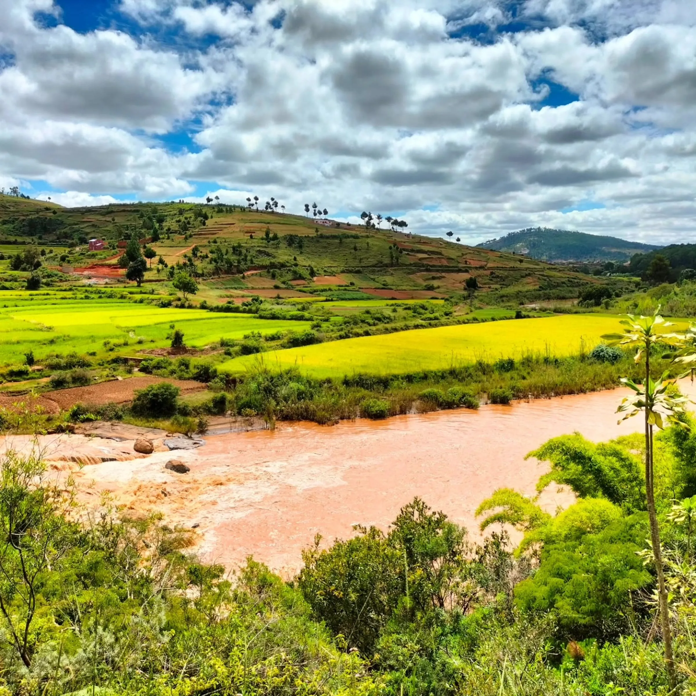Rice fields along a river in the Highlands