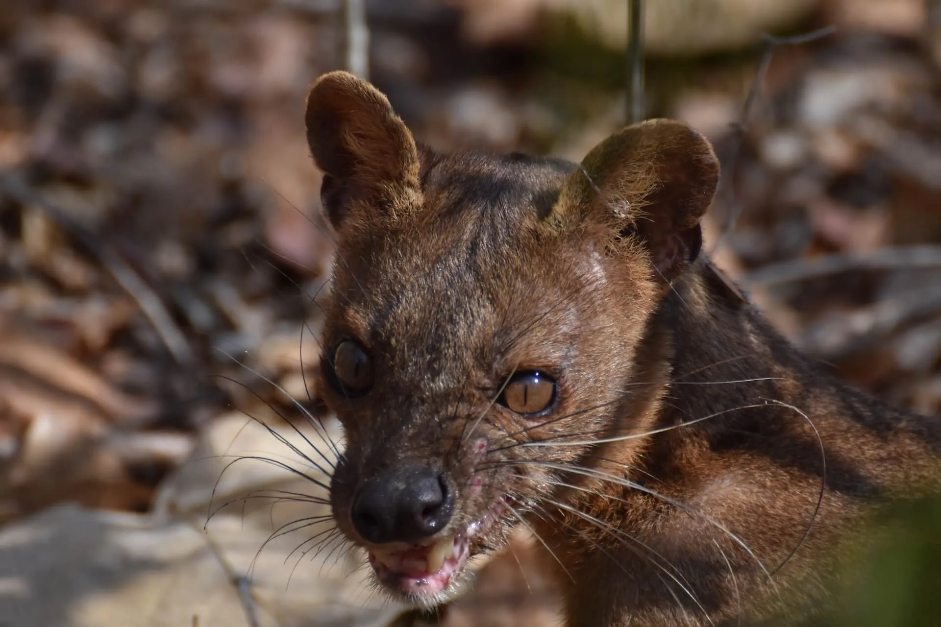 A fossa looking into the camera