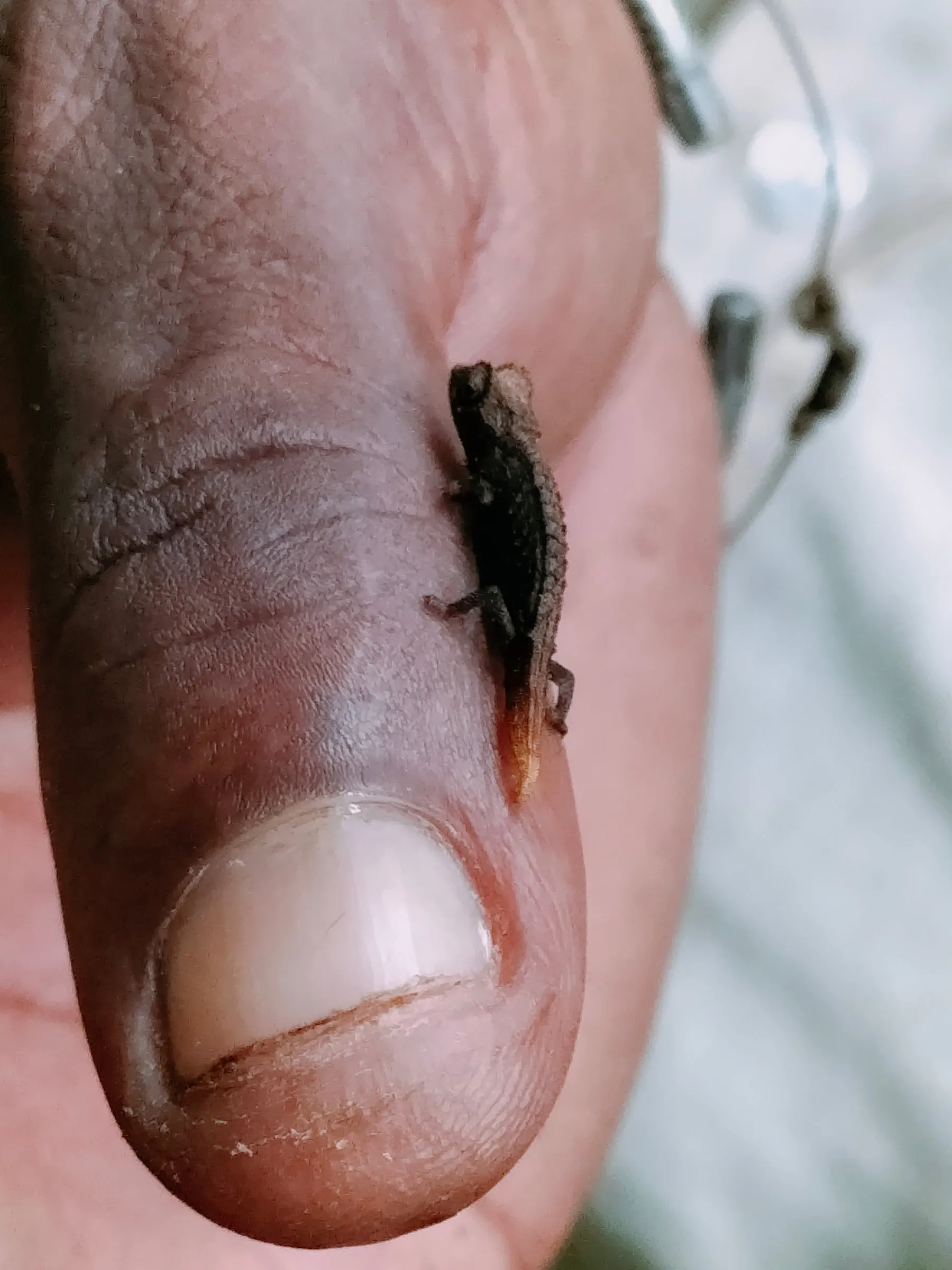 Un minuscule caméléon Brookesia sur le bout d’un doigt