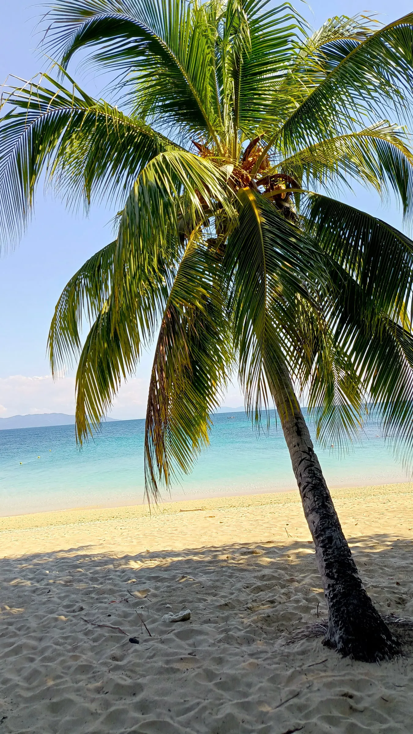 Un cocotier penché sur une plage blanche à Nosy Be