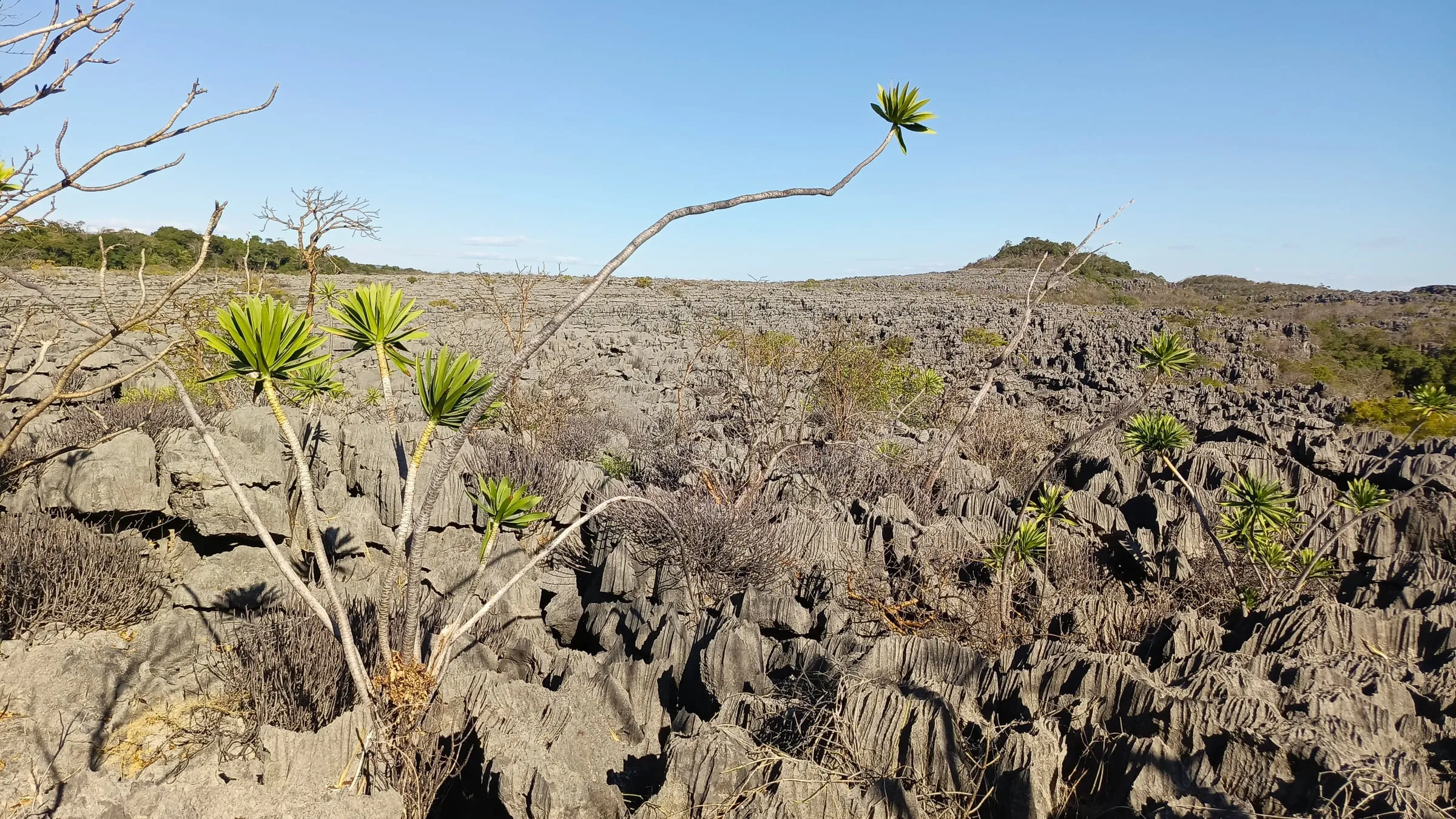 Les tsingy de calcaire gris de l’Ankarana