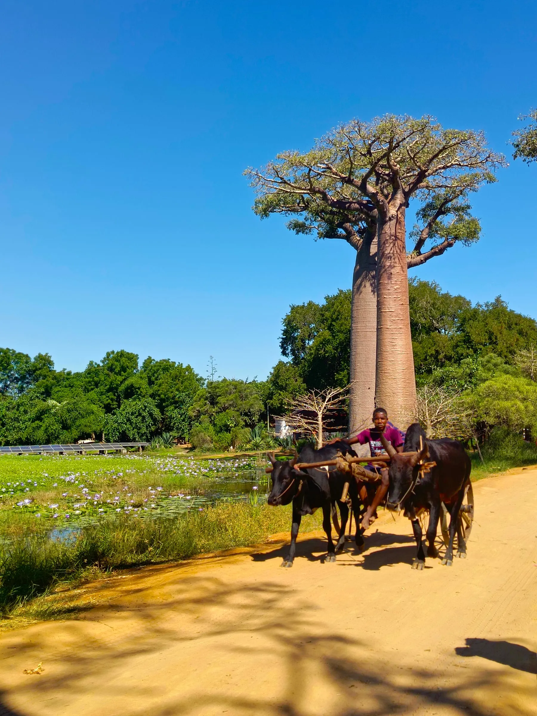 A zebu cart passing a baobab on a sandy road in the west