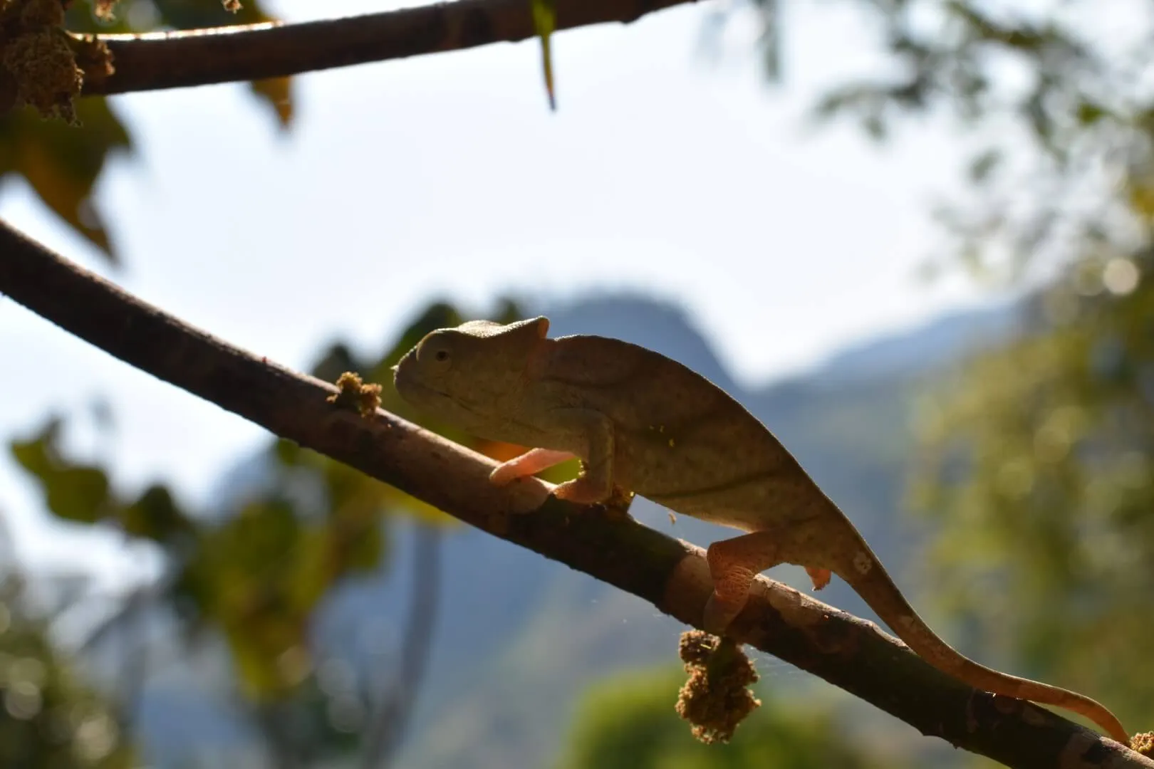 Caméléon sur une branche dans la forêt de Ranomafana