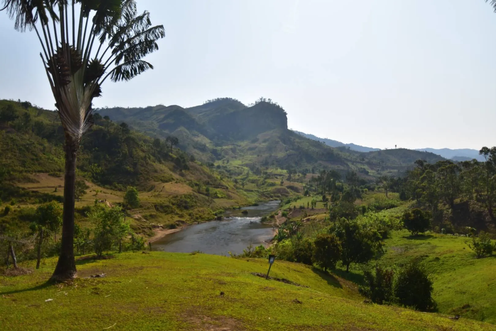 Vallée et arbre du voyageur près de Ranomafana