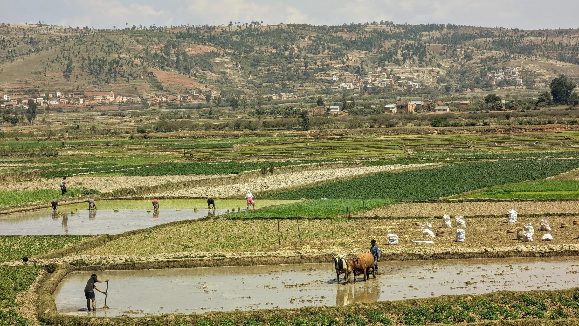 Paysans labourant une rizière inondée avec des zébus