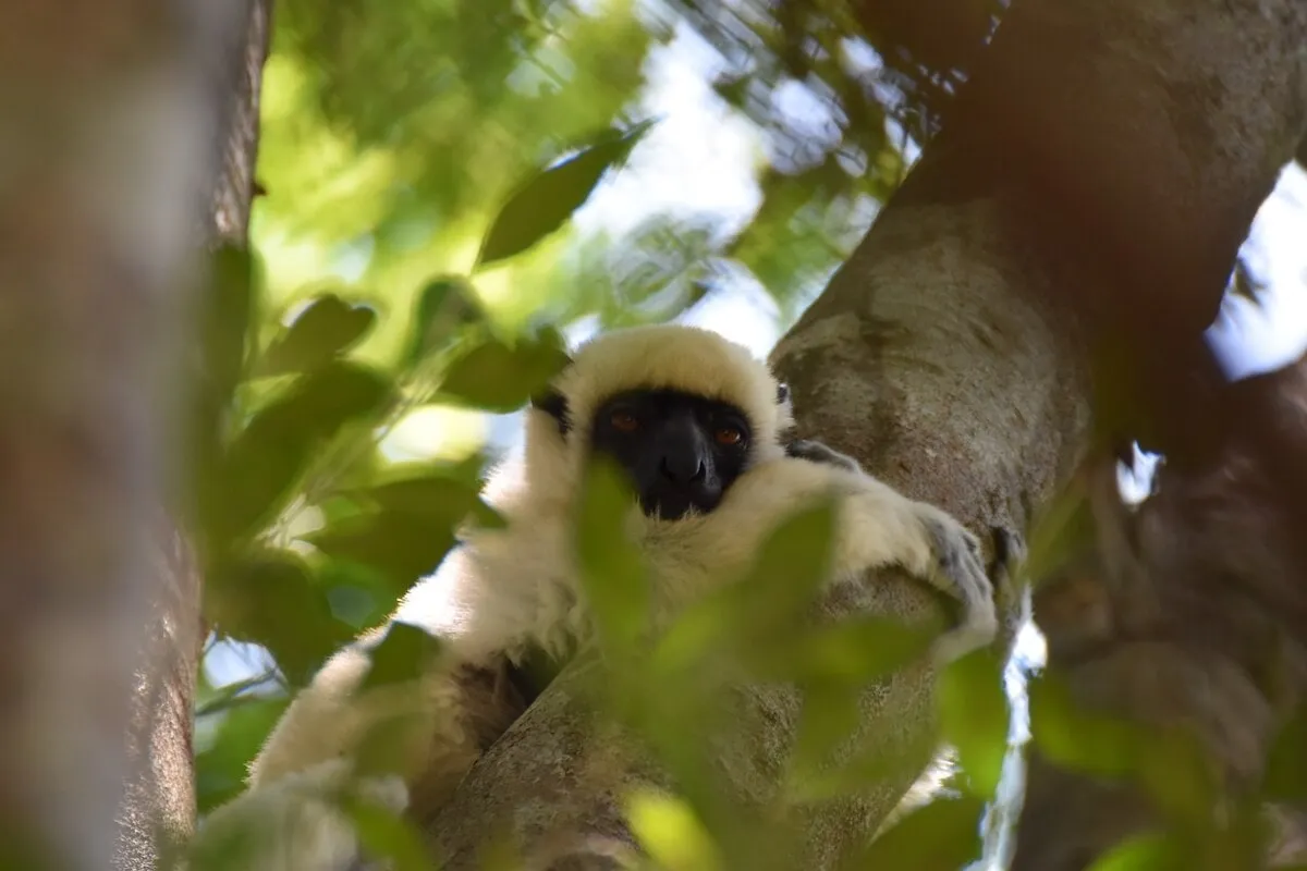 A white sifaka peeking through the leaves of the dry forest