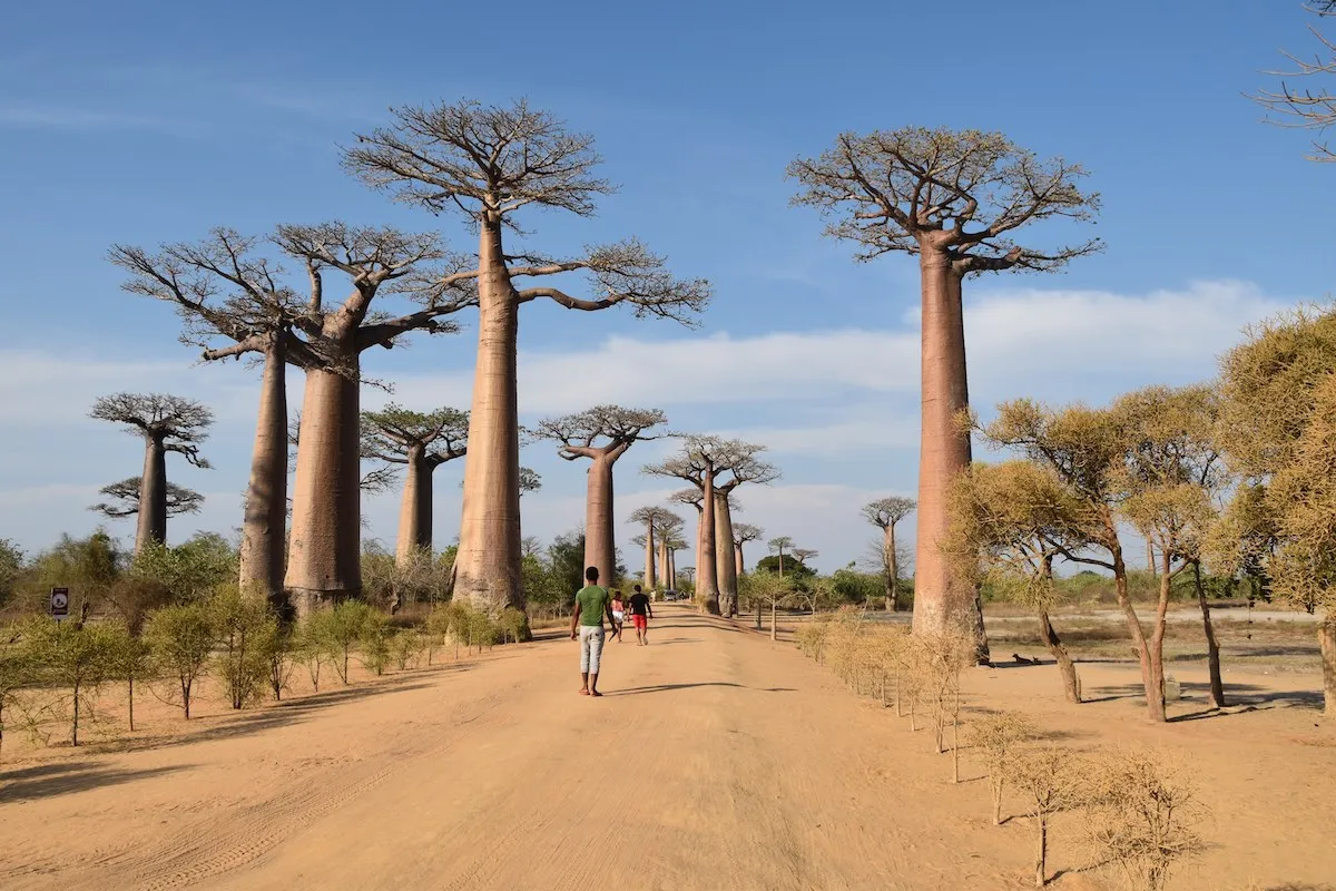 Allée des Baobabs près de Morondava sous un ciel bleu